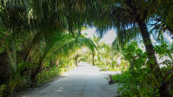 tropical island, green palms, vacation - Photo, image