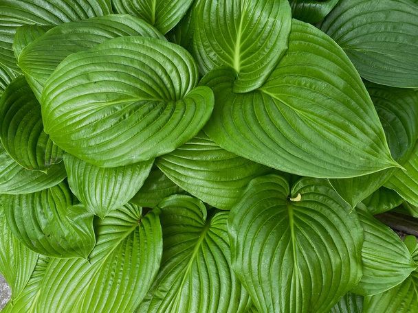 Amazing abstract texture of green hosta leaves close up, natural green juicy leaves, wallpaper, perfect green texture for designers. Macro shot, eco-friendly. - Foto, afbeelding