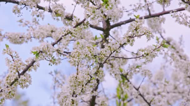 Blossoming cherry branches on blurry overcast sky background swaying in the wind. Full-frame real-time footage. - Metraje, vídeo