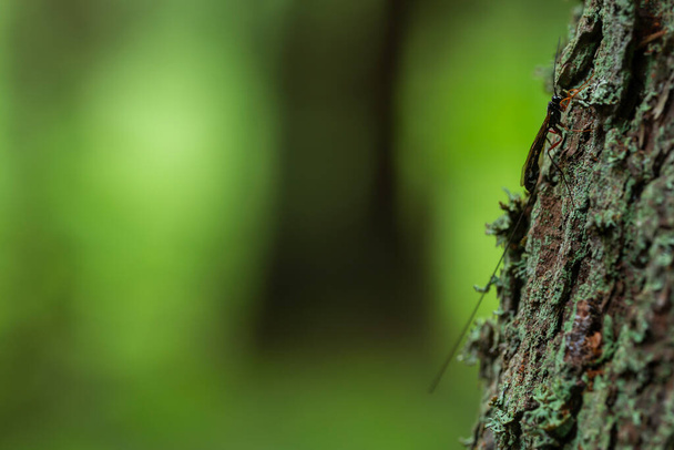 Rhyssa parasite wasp on fir tree, forest blurred in the background - Zdjęcie, obraz