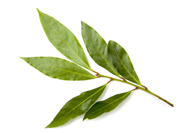 Branche de feuilles de laurier aromatiques isolées sur fond blanc  - Photo, image