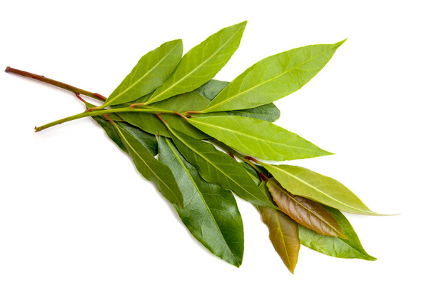 Branch of aromatic bay leaves isolated on white background  - Photo, Image