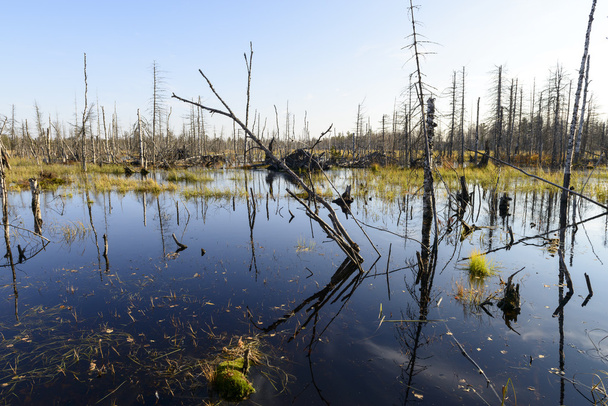 Сценические осенние ландшафтные болота на севере России
 - Фото, изображение