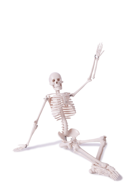 Σκελετός απομονωμένος στο λευκό φόντο - Φωτογραφία, εικόνα
