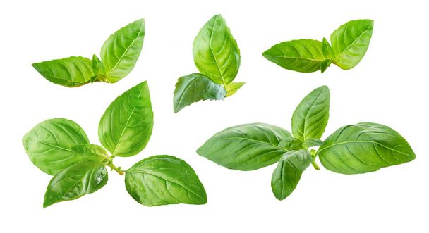 varias hojas de albahaca verde fresca aisladas sobre fondos blancos - Foto, imagen