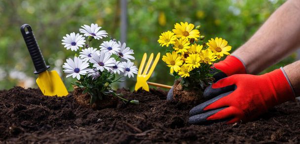 Hand planting fresh yellow and white color daisies. Garden tools and flower plants on soft soil, close up view. Spring gardening works - Photo, Image