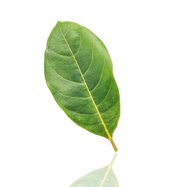 Green leaf isolated on white background - Foto, afbeelding