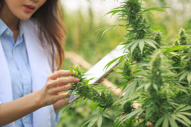 Examen de las hojas de cannabis por científicos o investigadores para documentar los resultados. Hierbas medicinales. Impulsar la legalización y el cannabis medicinal en el mundo. - Foto, Imagen