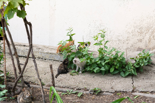 Pouliční kočka s malými koťátky. V trávě si hrají čtyři koťata, poblíž sedí kocour. Kočky a koťata mají oční onemocnění. - Fotografie, Obrázek