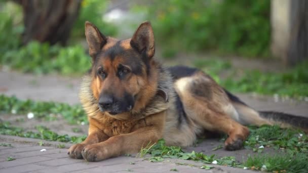 close-up of a German shepherd with intelligent eyes and protruding tongue. - Footage, Video