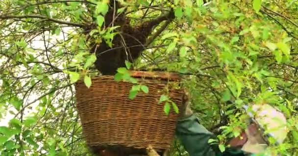Arıcı, arı sürüsünü, kraliçe arı ile birlikte koruyucu giysiler içinde ağaçtan sepetin içine sokuyor. Kırsalda arıcılık yapmak - Video, Çekim