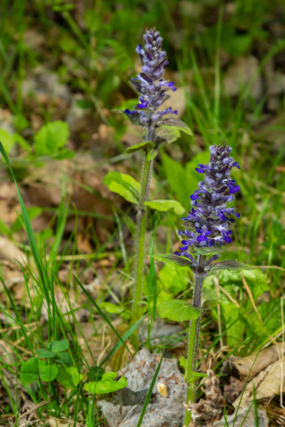 A closeup shot of blue flowers of Ajuga reptans Atropurpurea in spring. - Photo, Image