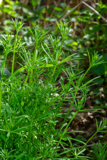 Herb Galium aparine cleavers on a summer meadow. Yellow flowers among grass sunshine. Summer natural background. Copy space. - Photo, Image