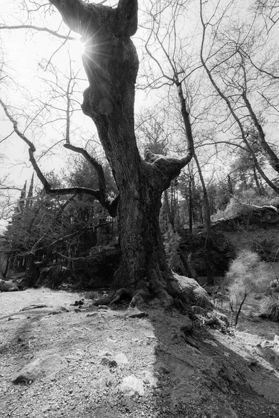 Wędrówki po lasach rezerwatu przyrody Plantanakia, Saloniki, Grecja. widok na drzewa i rzekę w słoneczny dzień w lesie. czarno-białe  - Zdjęcie, obraz
