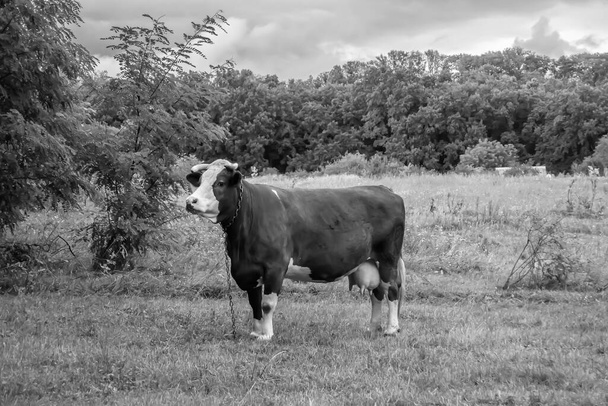 Φωτογραφία για το θέμα όμορφη μεγάλη αγελάδα γάλα βόσκει στο πράσινο λιβάδι κάτω από μπλε ουρανό, φωτογραφία που αποτελείται από αγελάδα γάλα με μακριά ουρά τρώνε άχυρο στο λιβάδι, αγελάδα γάλα στο λιβάδι γρασίδι για νόστιμο λευκό υγρό - Φωτογραφία, εικόνα