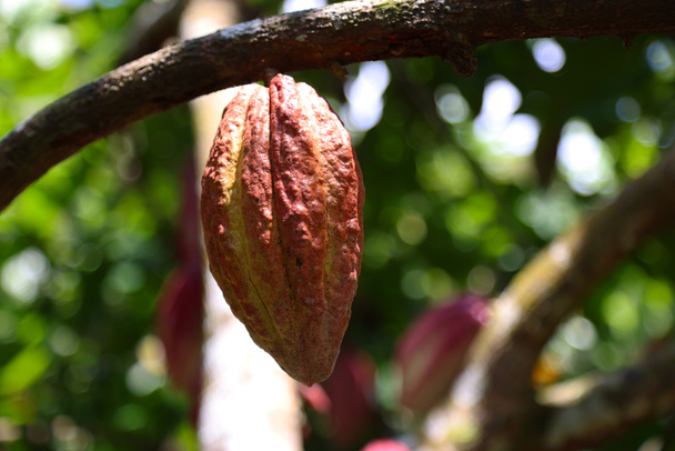 Frutto del cacao, Cuba. Foto di alta qualità - Foto, immagini