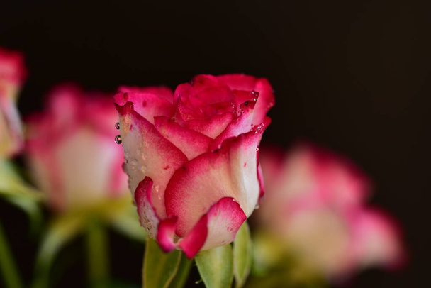 róża bardzo ładny kolorowy kwiat z bliska widok w ogrodzie - Zdjęcie, obraz