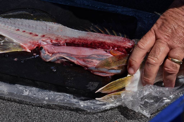 Ένας ψαράς χρησιμοποιεί ένα μαχαίρι φιλέτου σε ένα φρεσκοπιασμένο γουάλεϊ..  - Φωτογραφία, εικόνα