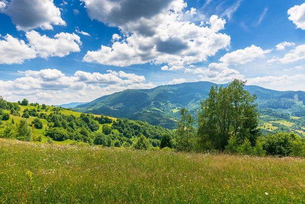 trees on a grassy field in mountains. scenic rural landscape with meadow in summer. countryside scenery on a sunny day. idyllic green nature background. bright weather with white clouds on a blue sky - Photo, image