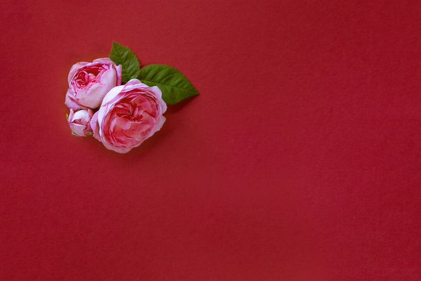 Beautiful rose buds on a red background, festive and anniversary decoration - 写真・画像
