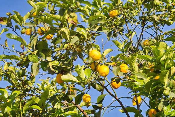 Deliziosi e accattivanti limoni nascosti tra foglie verdi che pendono dai rami dell'albero di limone - Foto, immagini