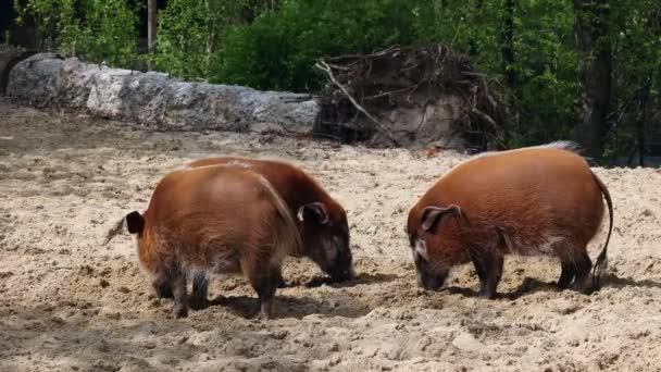 Cerdo rojo del río, Potamochoerus porcus, también conocido como cerdo arbusto. Este cerdo tiene un agudo sentido del olfato para localizar comida bajo tierra.. - Imágenes, Vídeo