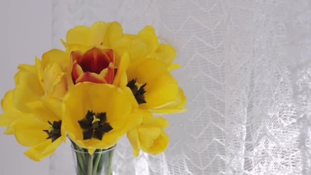 Bunch of yellow tulips in the glass vase. Closeup - Felvétel, videó