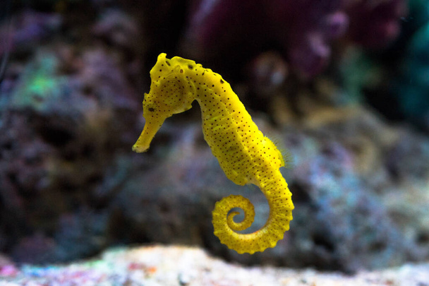 Les hippocampes jaunes nagent parmi les coraux. - Photo, image