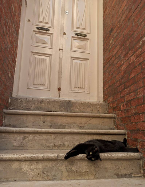 Czarny kot leżący na schodach. - Zdjęcie, obraz