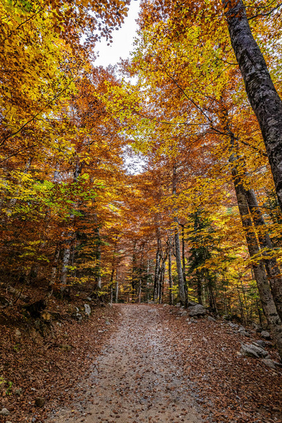 Colorful beech fall forest in Ordesa and Monte Perdido National park, Pyrenees, Aragon in Spain. - Foto, imagen