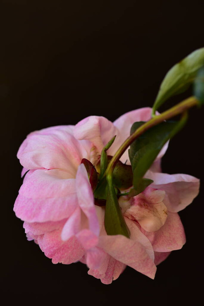 roos de zeer mooie kleurrijke bloem close-up uitzicht in de tuin - Foto, afbeelding
