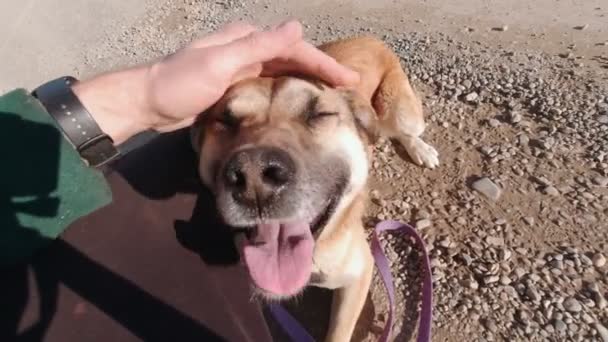 Hand aaien een hond slow motion man standpunt - Video