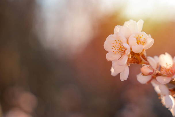 Flowers of the almond tree against the sunset. Beautiful nature scene with blooming tree and sun flare. Spring flowers. Beautiful Orchard. Springtime Space for text. - Photo, Image