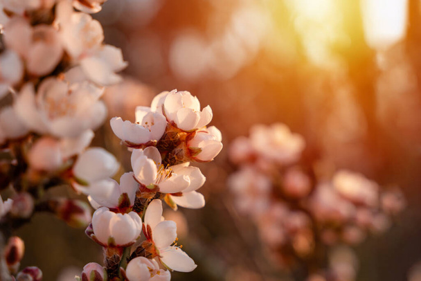 Flowers of the almond tree against the sunset. Beautiful nature scene with blooming tree and sun flare. Spring flowers. Beautiful Orchard. Springtime Space for text. - 写真・画像
