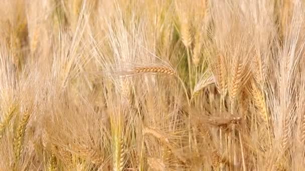 χρυσά ώριμα αυτιά σιταριού που κινούνται με τον άνεμο στο καλλιεργούμενο χωράφι - Πλάνα, βίντεο