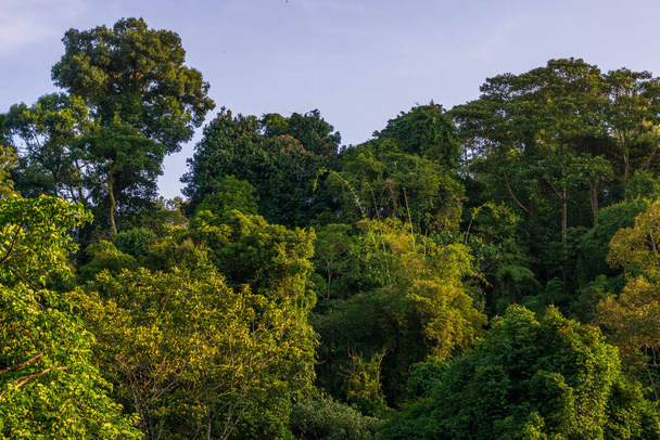 der Blick auf den grünen Urwald auf den Blatthügeln von Sumatra, Indonesien - Foto, Bild