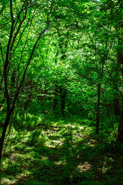 Green summer forest. Sunlight passing through the trees - Foto, Imagem