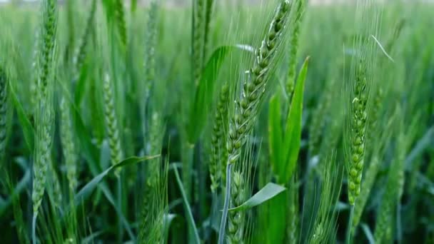 Beautiful closeup of green wheat stalk - Footage, Video
