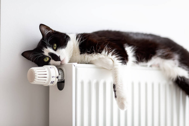 Кіт лежить на опалювальному радіаторі. Кіт прогрівається на батареї
. - Фото, зображення