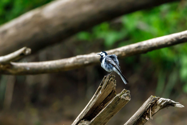 A white wagtail on a branch - Photo, Image