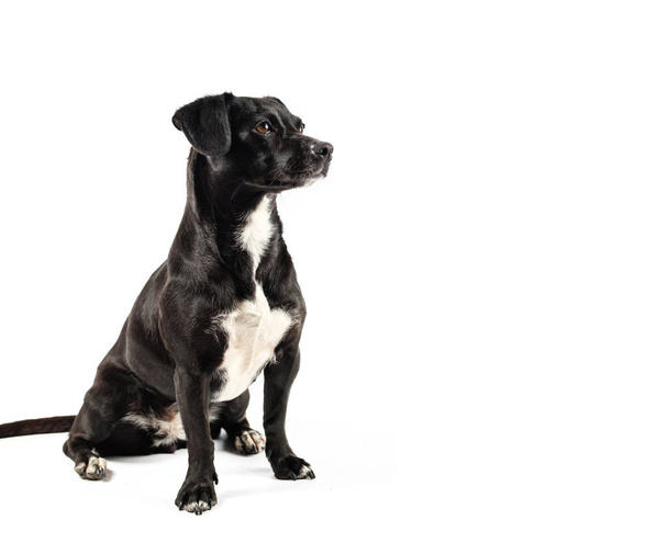 kleine zwarte hond, gemengd ras hond op zoek nieuwsgierig geïsoleerde witte achtergrond - Foto, afbeelding