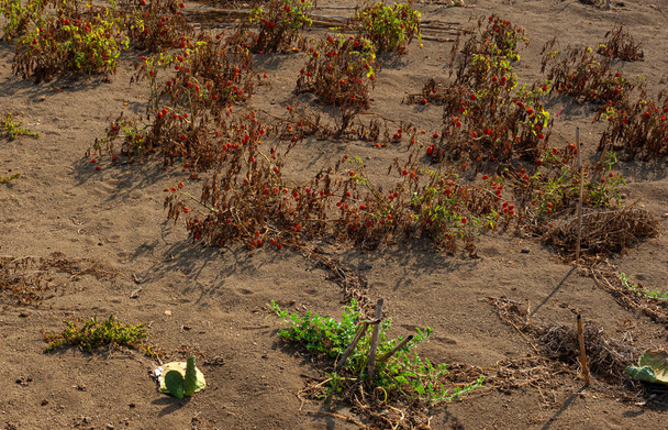 Pěstování rajčat na poněkud divokém keři v nekonvenční zahradě, Linosa Sicílie - Fotografie, Obrázek