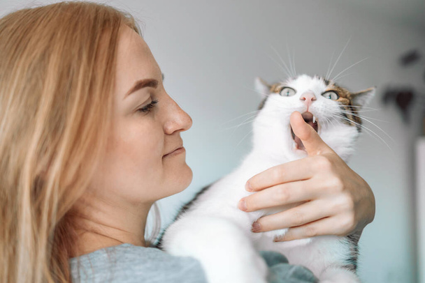 Close-up portrait of a beautiful cheerful young blonde woman with a angry tabby cat in her arms at home. Striped cute cat bites the owners hand - 写真・画像