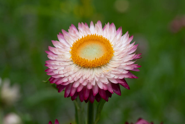 Закрыть розовую клубнику (xerochrysum bracteatum) в цвету
 - Фото, изображение