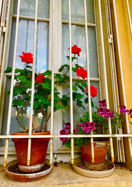 Paris 14. Bölge 'de, Termopyles caddesinin güzel yeşil sokağında çiçekli pencere. - Fotoğraf, Görsel