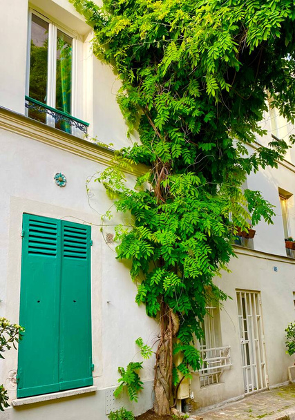 Window with flowers on the beautiful green street of rue de Termopyles in Paris' 14 arrondissement - Photo, Image