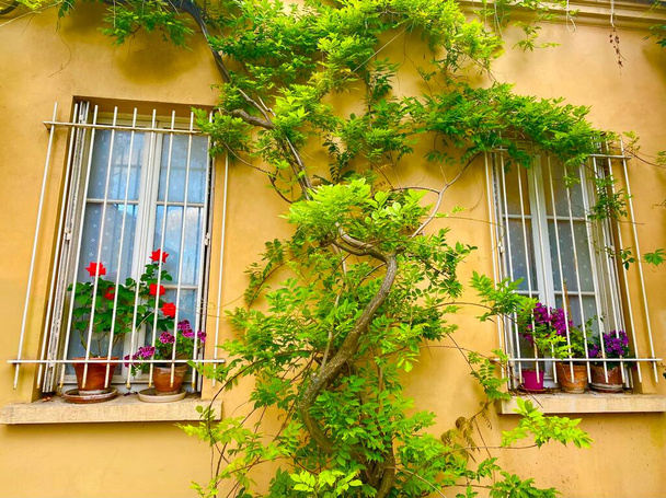 Окно с цветами на красивой зеленой улице rue de Termopyles в 14 округе Парижа - Фото, изображение