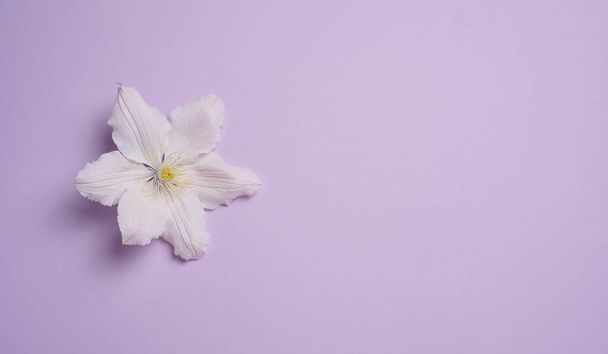 flor blanca de clematis sobre fondo de papel púrpura, vista superior. Copiar espacio - Foto, imagen