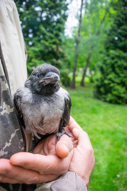 Cub of a gray crow close-up in the hands of a man against the background of a green lawn. The concept of pets and animal care. - Photo, Image