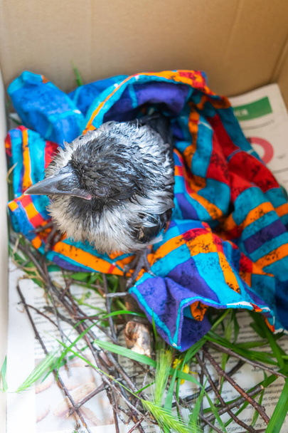 O filhote de corvo cinza senta-se em uma caixa de papelão. O conceito de animais de estimação e cuidados com os animais. - Foto, Imagem